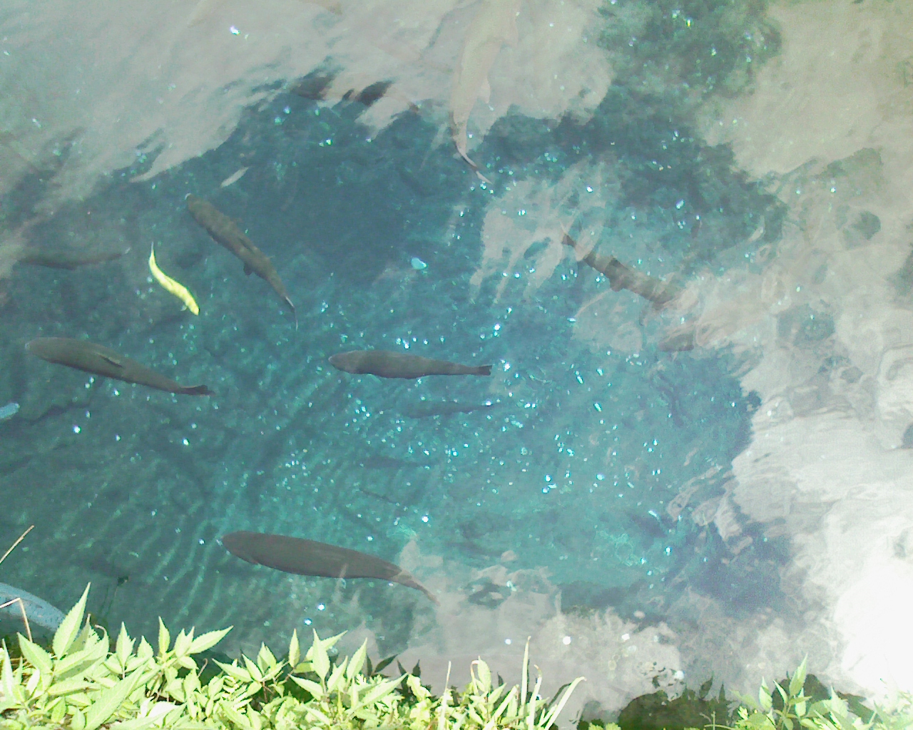 2008年8月17日 忍野八海