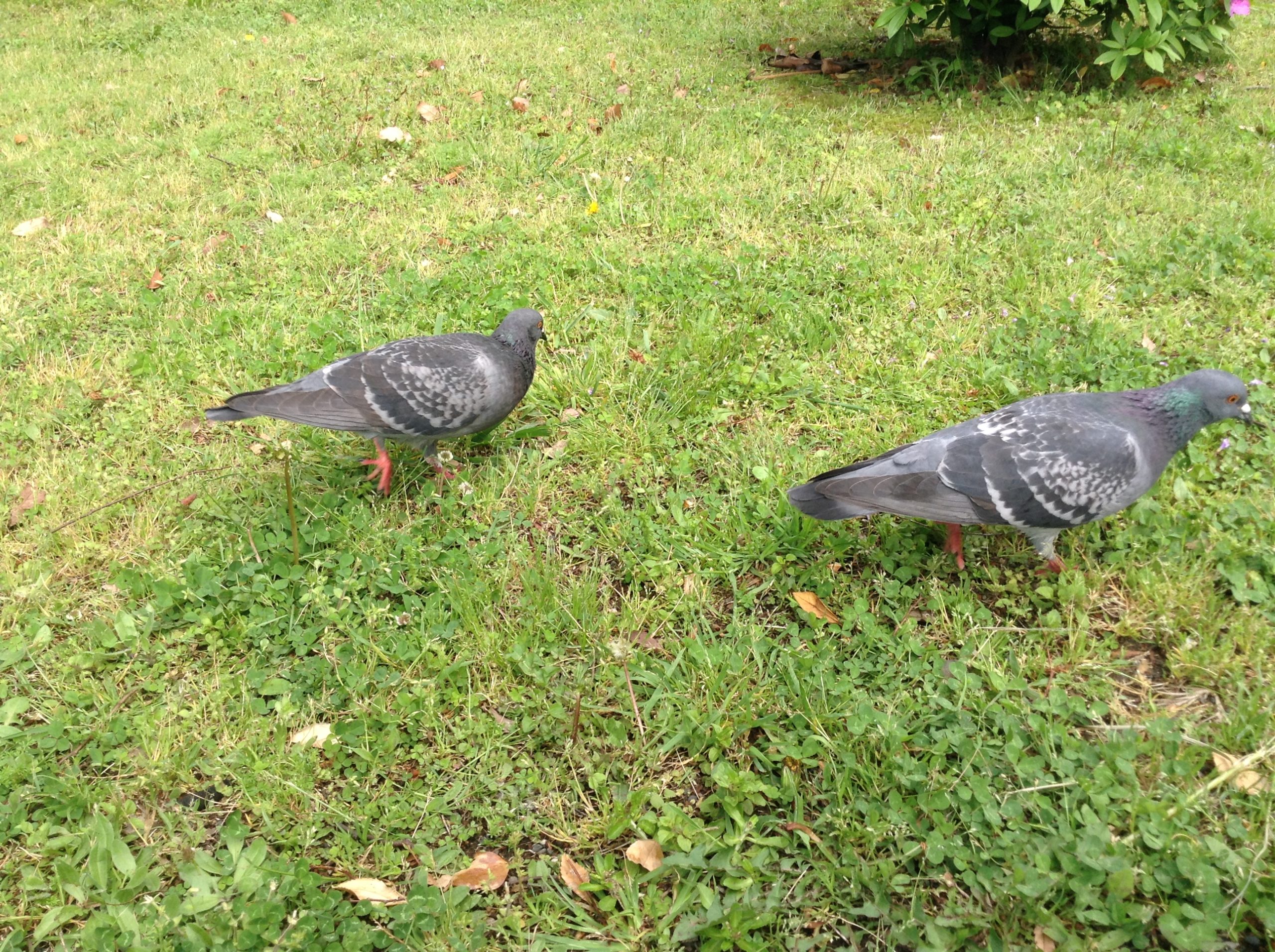 努力が足りない